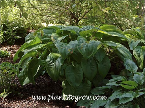 These were large plants.